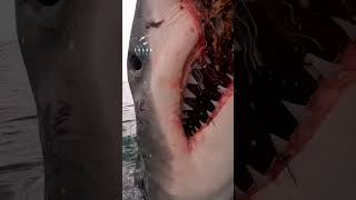 Great White Shark Jaws In Action [upl. by Anrak680]