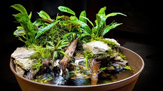 AWESOME Naturalistic Indoor Mini Pond  Giveaway [upl. by Nelhsa]