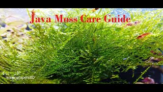 How to Grow Java Moss in Aquarium  Java Moss Care and Information [upl. by Lateh600]