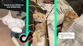 Nestle Crunch tiktok cat compilation part 2 [upl. by Latimore]