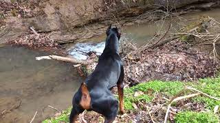 Kruz the Doberman Pinscher tracking his prey  Guard Dog instincts [upl. by Korfonta]