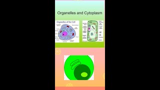 cytoplasmThe important fluid of the cell  Cytosol mdcat olevel [upl. by Orodoet506]