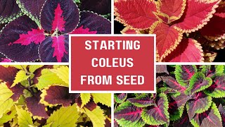 2024 Seed Starting Coleus Seeds 🍂  How To Start Seeds Indoors  Growing Coleus From Seed [upl. by Stilu]