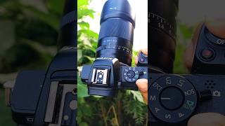 Nikon Z50 with 50mm prime lens photography shortvideo nikonz50 [upl. by Katha]