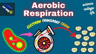 Aerobic Respiration in Bacteria  Krebs Cycle  Microbiology [upl. by Leahplar]