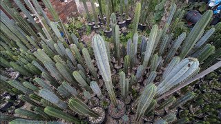 Trichocereus WalkAround 4 [upl. by Eceerahs204]