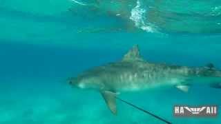 Diver fights off Tiger Shark [upl. by Soracco]