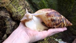 Achatschnecke Achatina reticulata Albino [upl. by Debbra]