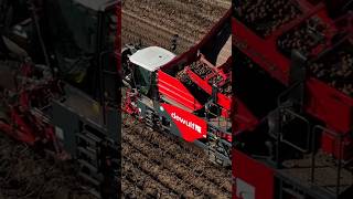 Potato Harvest Dewulf RA 3060 harvest potato farming agriculture subscribe shorts drone dji [upl. by Soble]