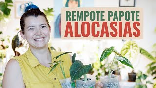 👩‍🌾 Rempote  Papote 🪴  Bébés Alocasias en Pon ❤️ [upl. by Coulson789]