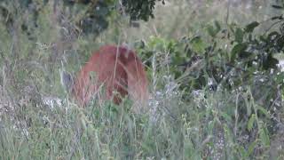 Wild Maned Wolf tried hunting a guinea pig marked her territory and walked away [upl. by Rutan339]