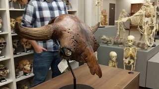 Bison antiquus Skull with Stand BC313ST [upl. by Manley]