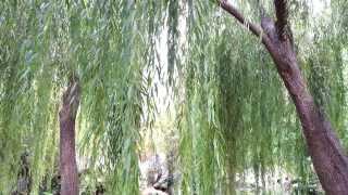 Willows Salix  Weeping Willow  Salcie Plangatoare HD 02 [upl. by Vlad712]