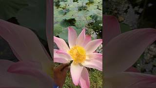 Lotus 🪷 flower sorts trending viralvideo video youtubeshorts youtubevidio lotus flowers [upl. by Alenas]