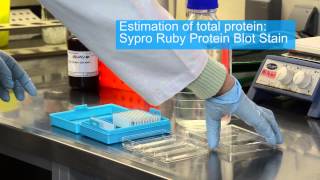 Reverse Phase Protein Array  RPPA [upl. by Elrebma529]