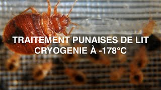 Traitement Naturel par Cryogénie  Lutte contre les Punaises de Lit avec DebugPro  🌿 [upl. by Sofko953]