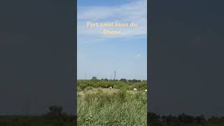 Port saint louis du Rhône travel france love goodvibes beautiful south camargue sun rhone [upl. by Ailedo]