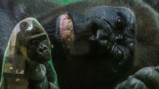 S2E021｜How are Rola amp Monta before the zoos closing time⎜Solitary Gorillas⎜CHIBA ZOO⎜千葉市動物公園⎜ニシゴリラ [upl. by Bessy304]