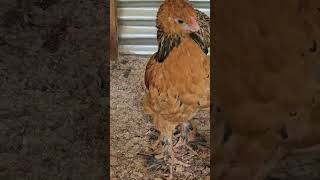 Brahma Chicks  Feathery Bird chicken turkeyfarm chickenfarming brahma farmer farming [upl. by Christiansen]