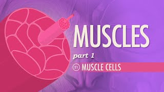 Muscles Part 1  Muscle Cells Crash Course Anatomy amp Physiology 21 [upl. by Anel176]