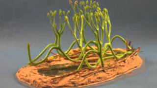 Arbuscular Mycorrhizal Fungi [upl. by Ponzo376]