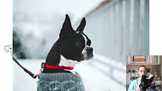 Boston Terrier Temperament price facts size colors food care history [upl. by Clementine279]