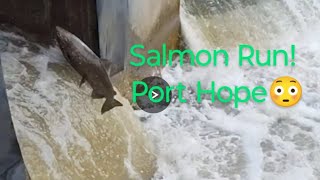 Salmon Run salmonrun nature fishing livestream [upl. by Malorie]