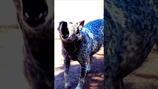 Cachorro latindo dogs blue heeler [upl. by Kronick177]