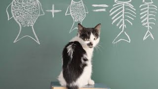 The Most Intelligent Cat  Meet Didga  The Genius Cat  viralvideo trending facts youtube [upl. by Formica]