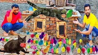 Cat Attack My Chicks 😻 Colourfully Chicks No more  Baby Chicks  Chicks Chuje New Cage Making [upl. by Nivrehs356]