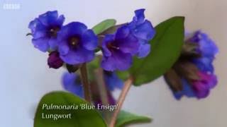 Pulmonaria lungwort [upl. by Bael932]