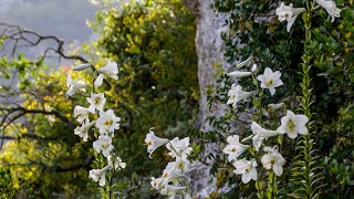 שושן צחור בכרמל 🌸 Lilium candidum Mt Carmel [upl. by Ellehcem838]