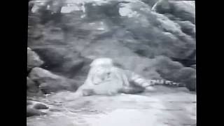 White Tiger Kenpo Video [upl. by Aleacim263]