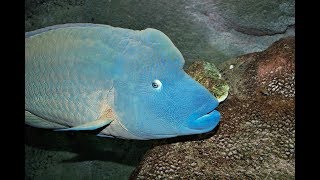 Facts The Napoleon Fish Humphead Wrasse [upl. by Myo480]