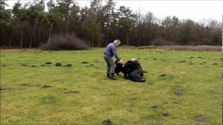 Police dog bouvier Arbeau attack excercises from behind and in front of the decoy 27122011wmv [upl. by Pennington831]