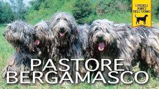 PASTORE BERGAMASCO trailer documentario [upl. by Aeniah]