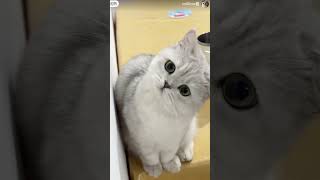 funny cat calming music video  cute cat genie video [upl. by Nnayllas]