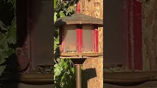 Nuthatch House Finch and Chickadees at feeder [upl. by Ardnasyl]