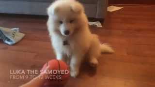 Luka  Samoyed puppy 912 weeks old [upl. by Aggie]