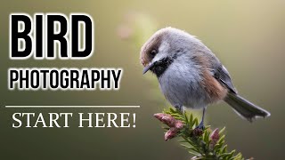 BIRD PHOTOGRAPHY 101 Beginners guide for settings finding birds tricks equipment and more [upl. by Iralam]