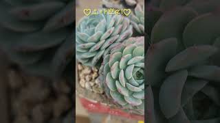 241117오아쁘띠♡사랑스럽다♡다육이 succulent 다육식물 [upl. by Tyika]