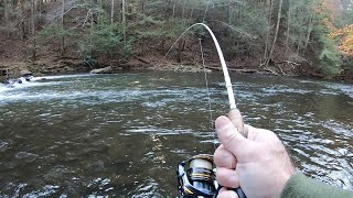 Creek Fishing for BIG TROUT Rainbow amp Tiger Trout [upl. by Azenav]