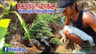 Bonsai KLAMPIS IRENG Arabica Cabut Sendiri bakalannya Dari Alam MELIMPAH Lurrr [upl. by Nohtiek]