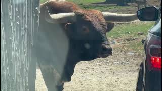 Beautiful Long Horn Steer in Arbuckle Wilderness Oklahoma [upl. by Notsla]