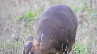 Muntjac Deer [upl. by Airaet]