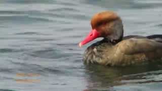 Kolbenente  Red crested pochard  Nette rousse  Gardasee  Lago di Garda [upl. by Ominorej616]