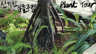 PlantTour한국에는 없는 식물들🇺🇸미국 식물원에 다 모아놨네 United States Botanic Garden [upl. by Eidoow807]