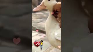 Cutest Puppy Riding a Duck [upl. by Edyaw]