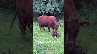 Freshly calved farming devoncattle calving nativebreeds devon farmlife [upl. by Waverley86]