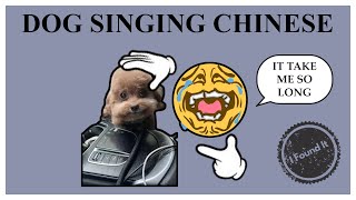 I Found The Dog Singing Chinese Song Meme Origin So You Dont Have To [upl. by Paddy]